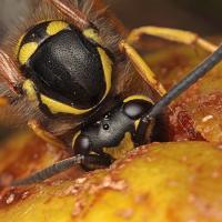 Wasp eating a windfall pear 